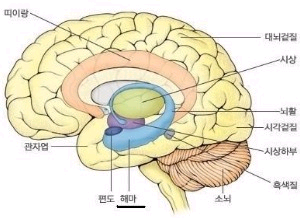 시상 뇌 모델